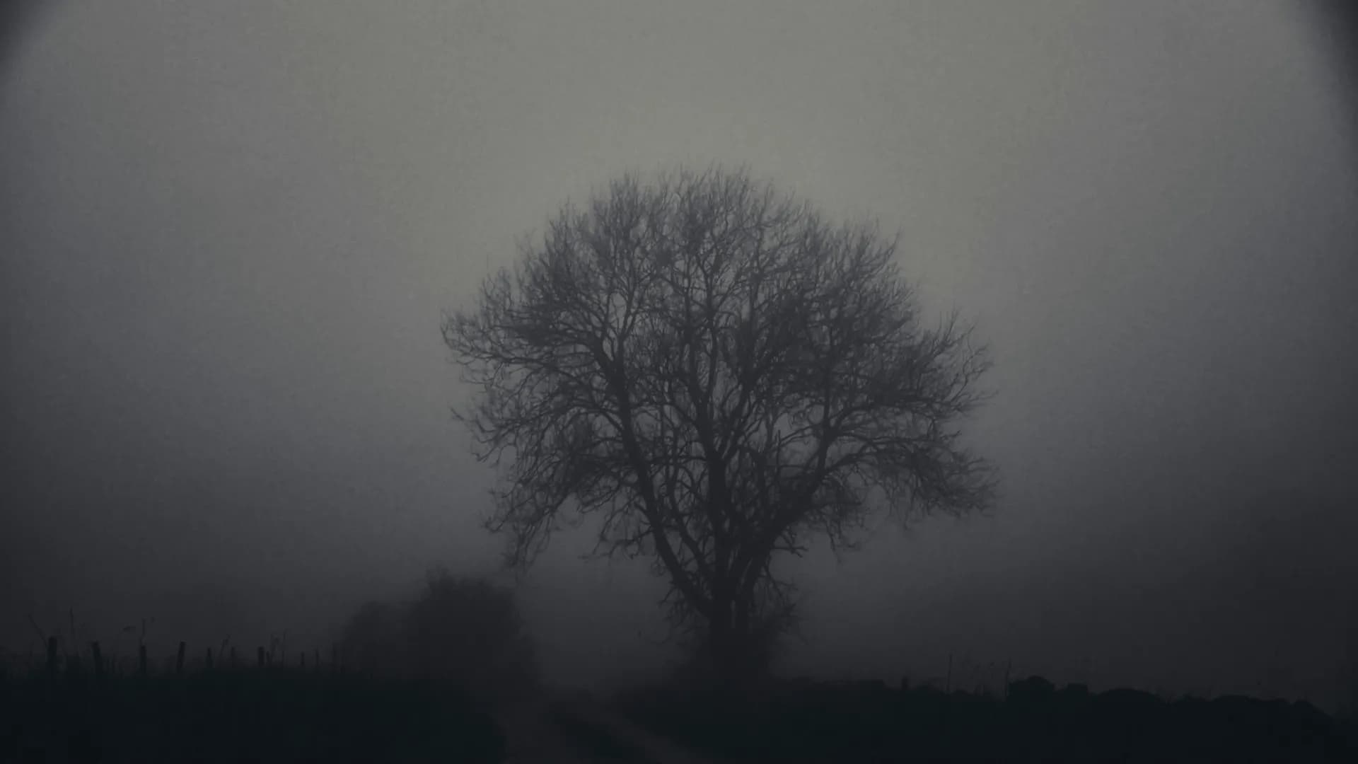 A lone bare tree standing in dark fog